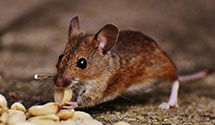 24 Hour & Emergency Exterminators in Wintergreen, VA